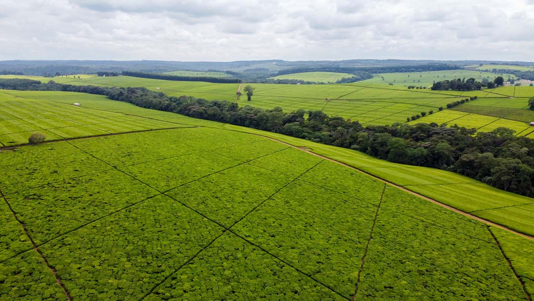 Kericho